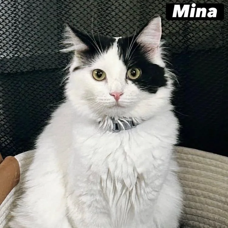 Mina thumbnail 2