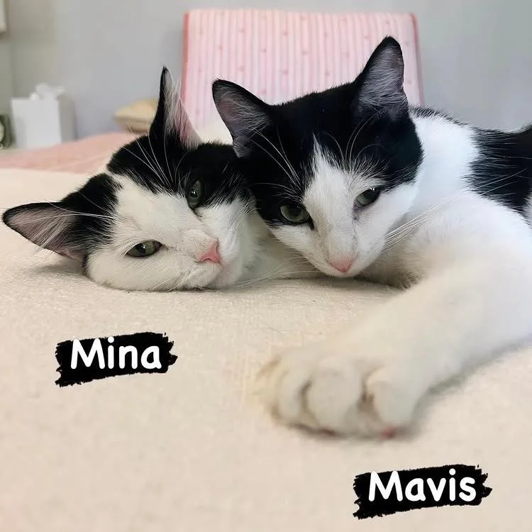 Mina thumbnail 4