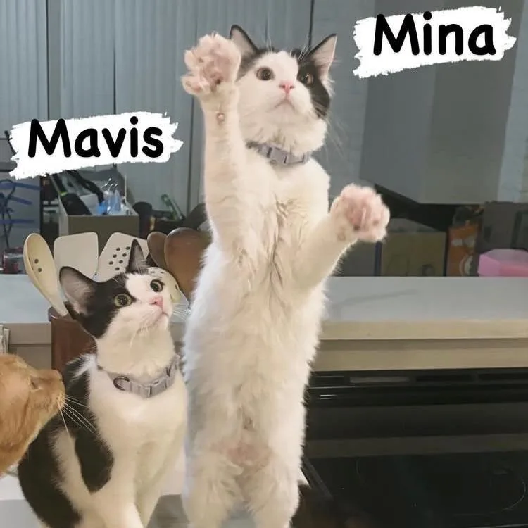 Mina thumbnail 5