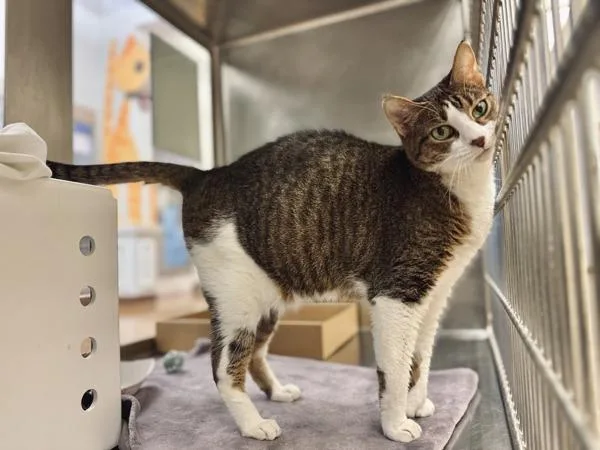 Chili Pepper thumbnail 2