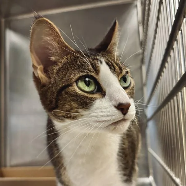 Chili Pepper thumbnail 3