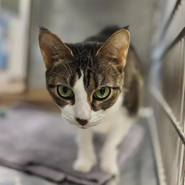 Chili Pepper thumbnail 4