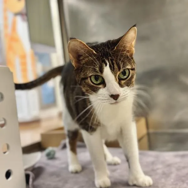 Chili Pepper thumbnail 5