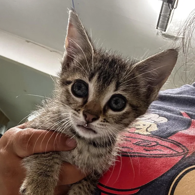 A baby small-sized male Black Domestic Medium Hair cat named Porkie for adoption in Leander, TX