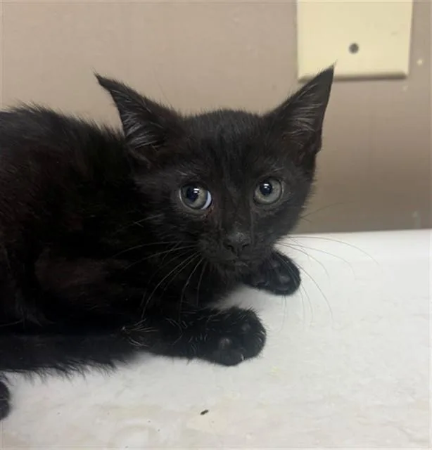 A baby small-sized male Domestic Short Hair cat named Apple Sauce for adoption in Conroe, TX