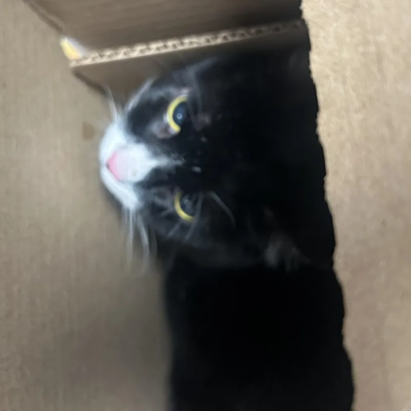 An adult large-sized male Black Domestic Short Hair cat named Tommy for adoption in Philadelphia, PA