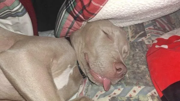 A young medium-sized male Gray / Blue / Silver Pit Bull Terrier dog named Ace for adoption in Washington, GA