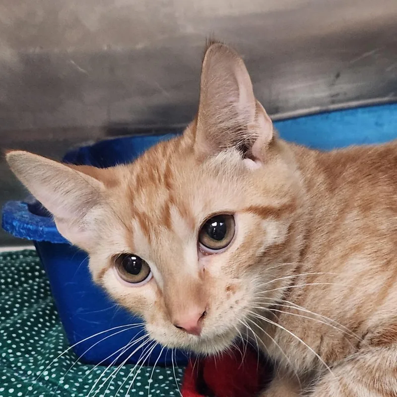 A young small-sized male Orange / Red Domestic Medium Hair cat named Sheriff Cooper K for adoption in Corsicana, TX