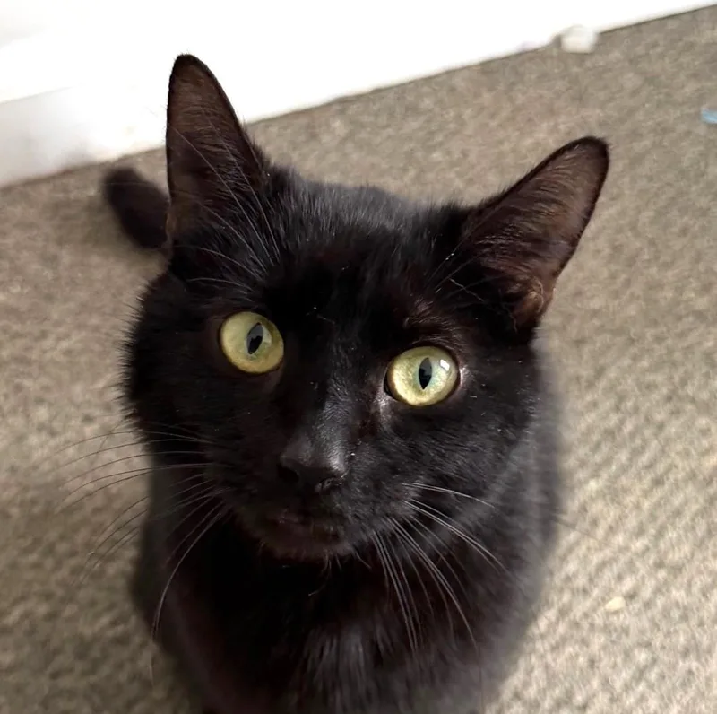 A young medium-sized female Black Domestic Short Hair cat named Opal for adoption in Bridgeport, CT