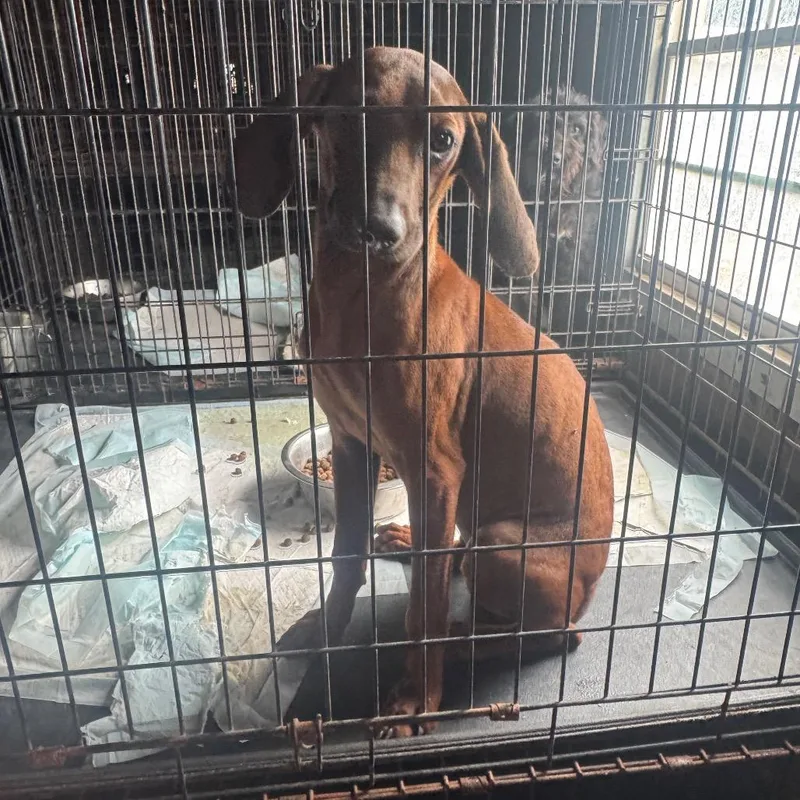 A young small-sized female Red / Chestnut / Orange Redbone Coonhound dog named Little Bit for adoption in Anahuac, TX