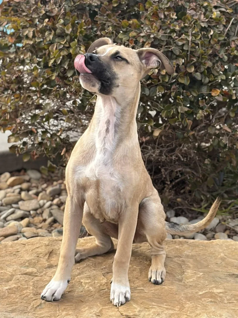 A young medium-sized male Terrier dog named Acorn for adoption in Greenville, SC