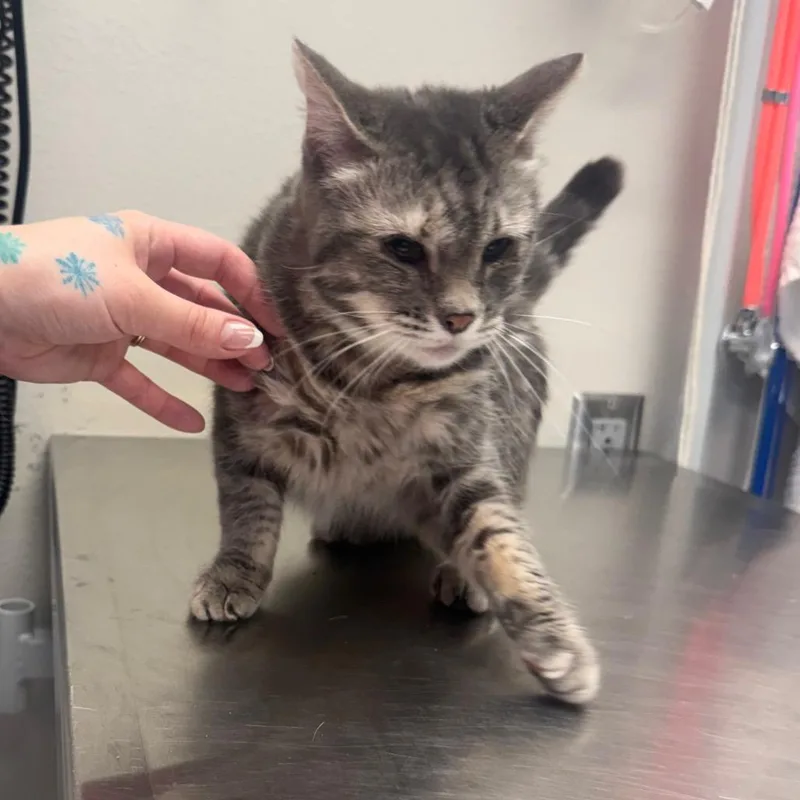 A young medium-sized female Gray / Blue / Silver Domestic Short Hair cat named Boots for adoption in Great Falls, MT