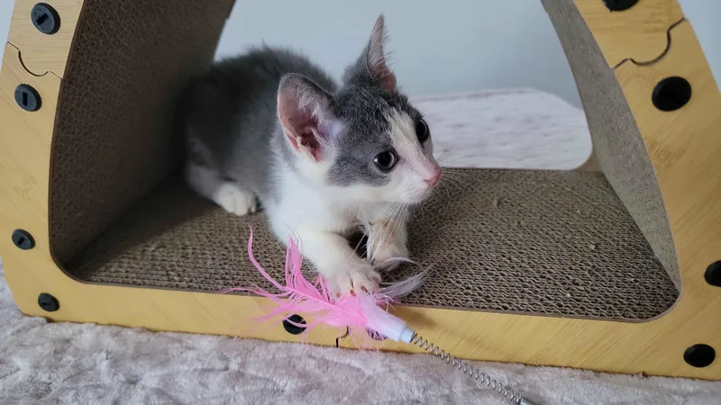 A baby small-sized female Gray & White American Shorthair cat named Chiffon for adoption in Florham Park, NJ