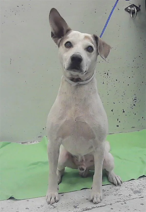 A young medium-sized male Australian Shepherd dog named Henry for adoption in Houston, TX