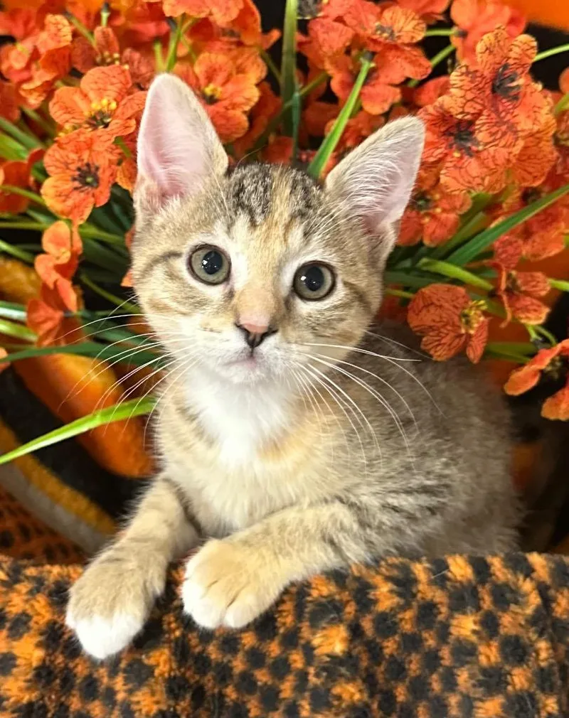 Artemis
