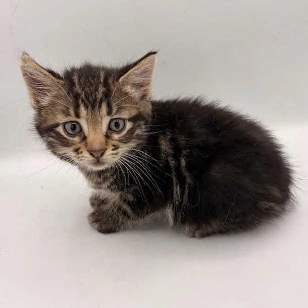 A baby medium-sized male Tabby (Brown / Chocolate) Manx cat named Boeing for adoption in Springfield, MO