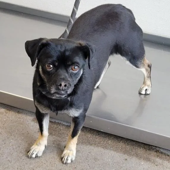 An adult small-sized female Black Mixed Breed dog named Pappy for adoption in Las Cruces, NM