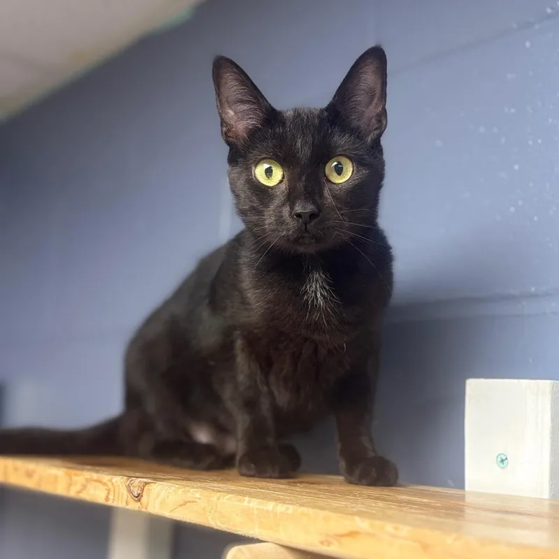 An adult medium-sized female Domestic Short Hair cat named Kate for adoption in Marshalltown, IA