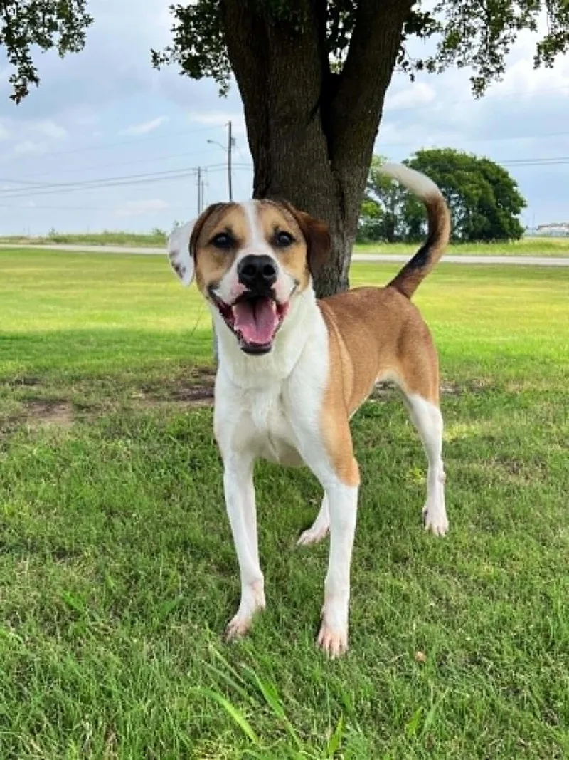 An adult medium-sized male White / Cream Labrador Retriever dog named Jax for adoption in Cleburne, TX