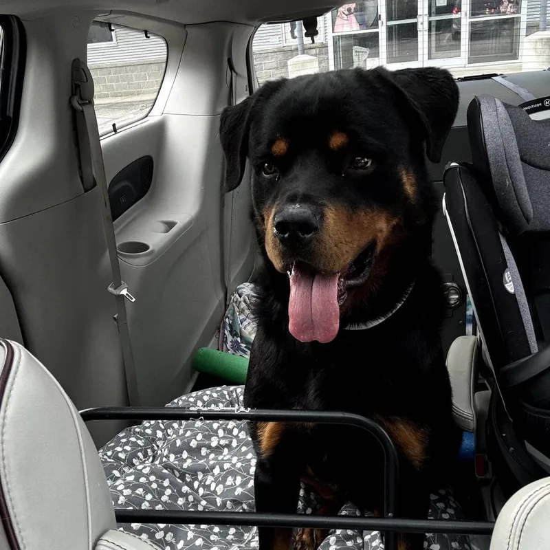An adult extra large-sized male Black Mixed Breed dog named Brownie for adoption in Bartlett, TN