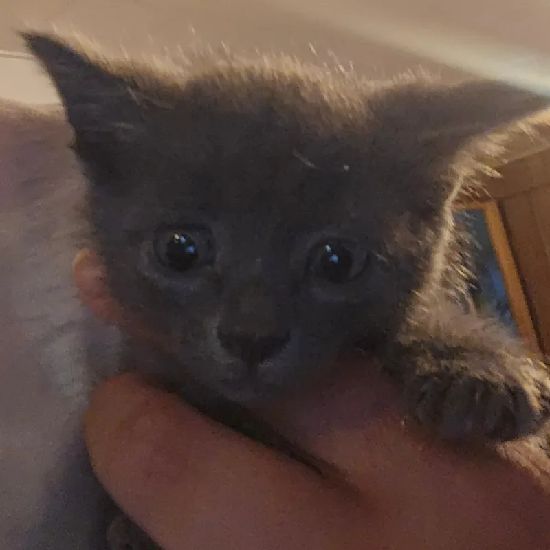 A baby small-sized female Gray / Blue / Silver Domestic Short Hair cat named Jade for adoption in Hanna City, IL