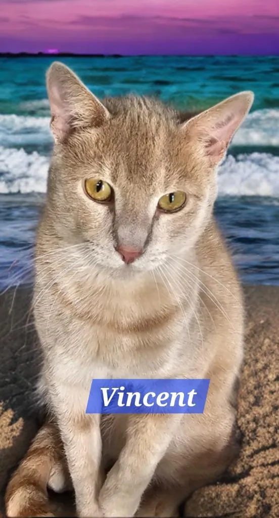 Vincent thumbnail 2