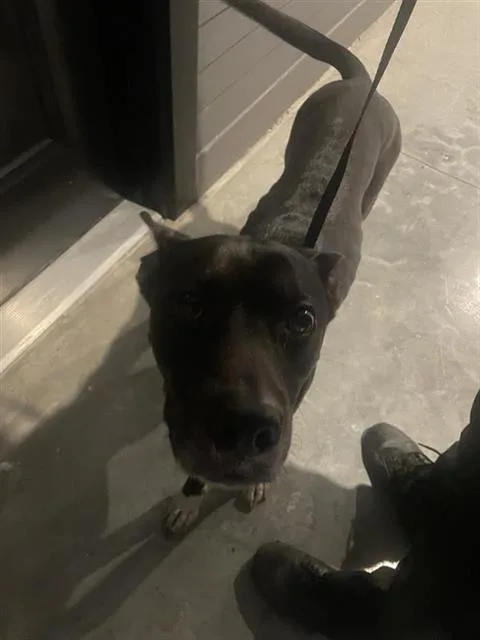 An adult large-sized male American Staffordshire Terrier dog named Cookie for adoption in San Antonio, TX