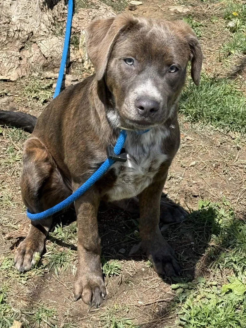 A young medium-sized female Brindle Pit Bull Terrier dog named Polly for adoption in Springfield, IL
