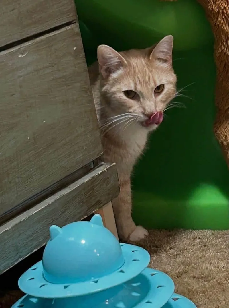 An adult medium-sized female Tabby (Orange / Red) Domestic Short Hair cat named Pumpkin for adoption in Crystal Lake, IL