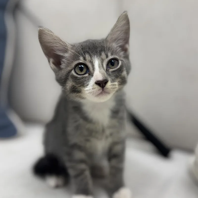 A baby small-sized male Gray / Blue / Silver Domestic Short Hair cat named Bert for adoption in Chesapeake, VA