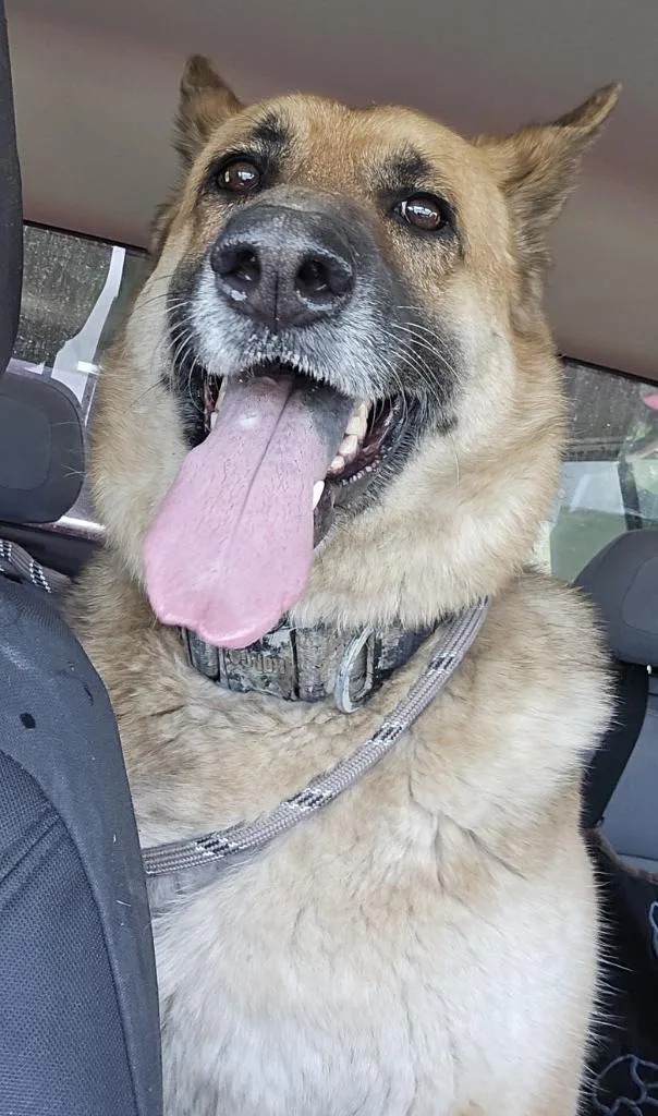 An adult large-sized female German Shepherd Dog dog named Bonnie for adoption in Saint Clairsville, OH