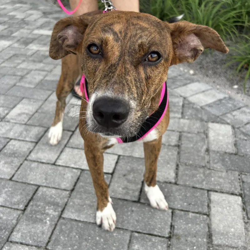 A young medium-sized female Brindle Mountain Cur dog named Hazel for adoption in Hobe Sound, FL