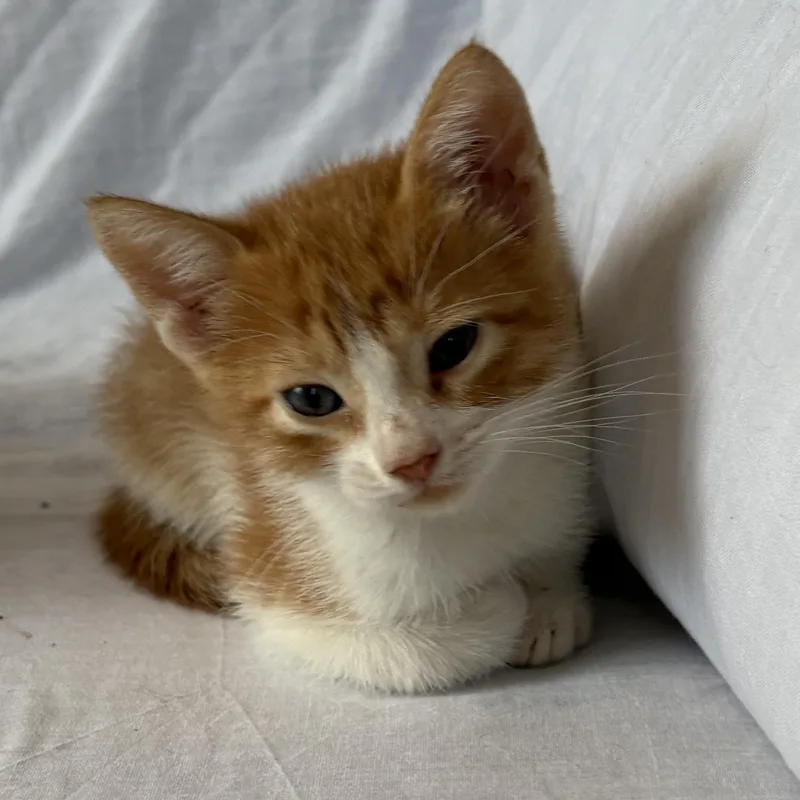 A baby small-sized male Orange & White Domestic Short Hair cat named Callisto for adoption in Aibonito, PR