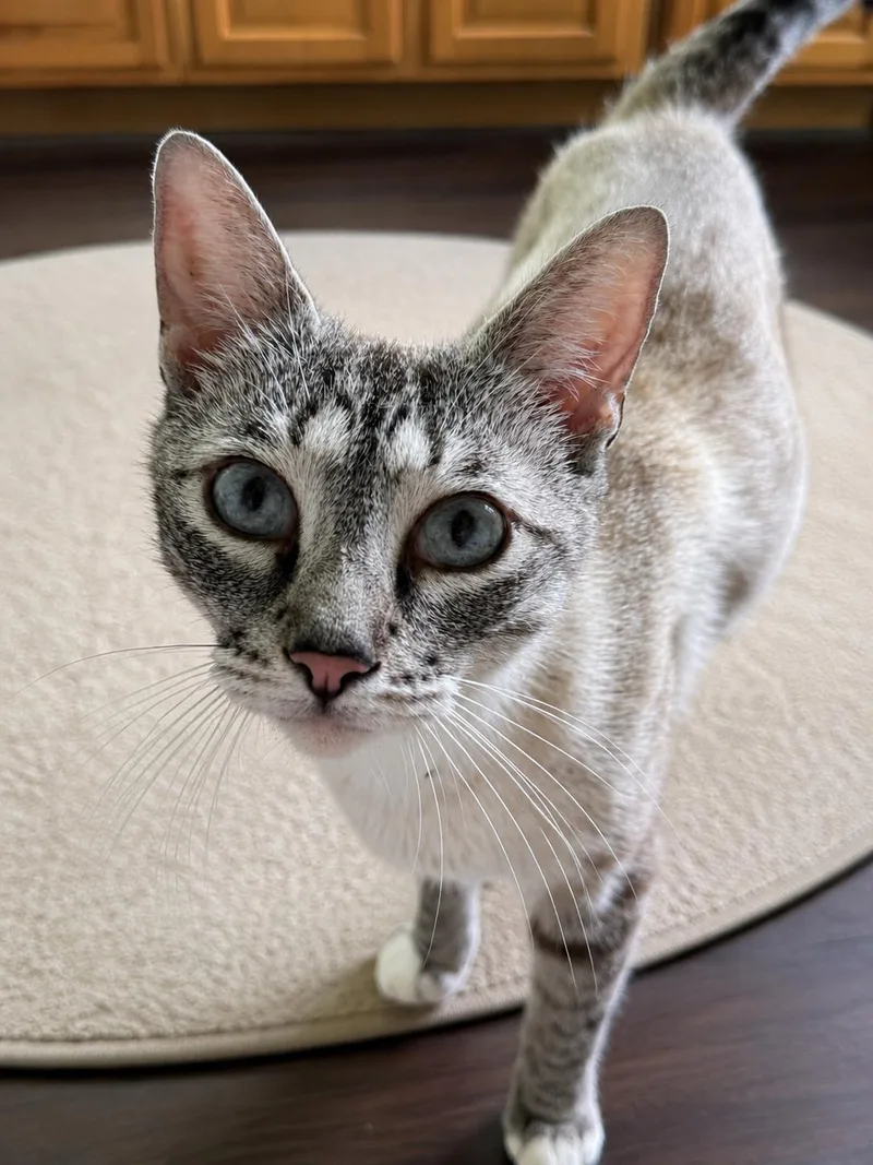A young medium-sized female Blue Cream Domestic Short Hair cat named Cardamom for adoption in Greensboro, NC