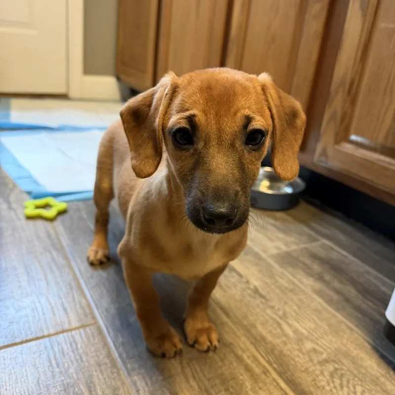 A baby medium-sized female Mixed Breed dog named Nova for adoption in Fenton, MI