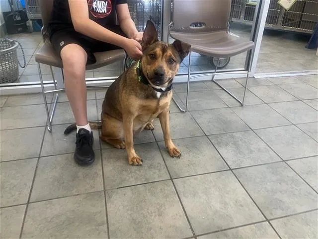A young large-sized female American Staffordshire Terrier dog named Penguin for adoption in San Antonio, TX