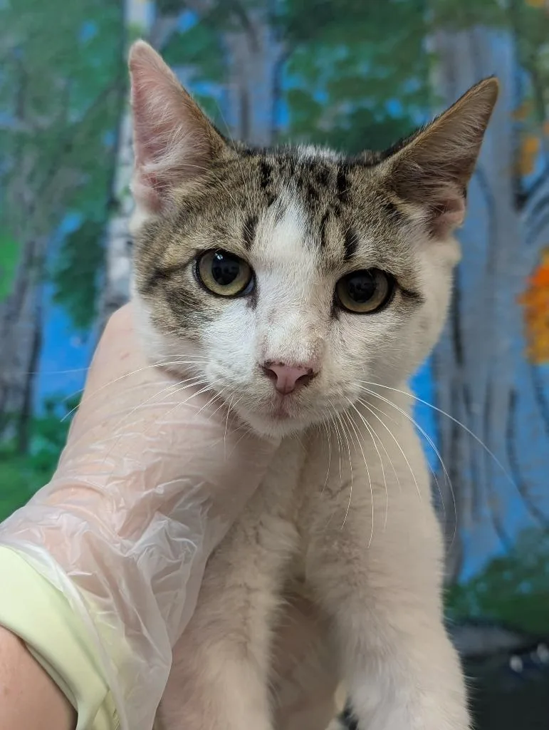 A baby small-sized male Domestic Short Hair cat named Beef Ribs for adoption in New Braunfels, TX