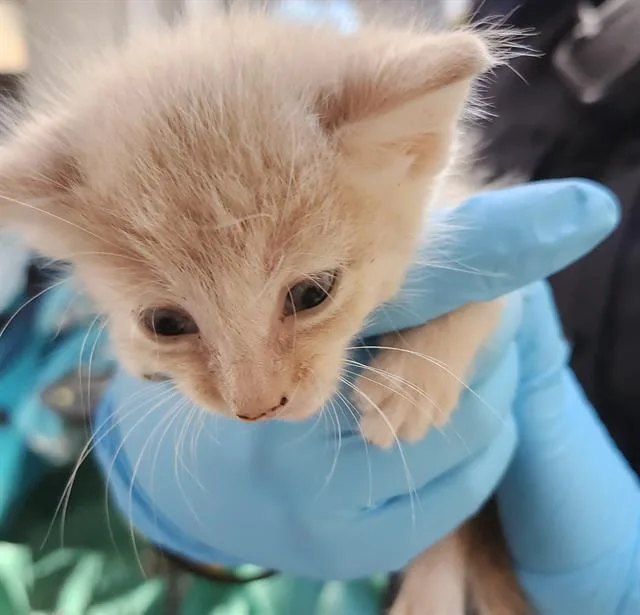 A baby small-sized male Domestic Short Hair cat named Dash for adoption in San Antonio, TX