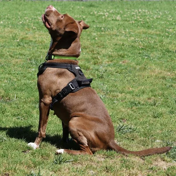 An adult medium-sized female Pit Bull Terrier dog named Baby for adoption in Oakland, CA