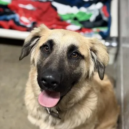 A baby large-sized male Black Anatolian Shepherd dog named My Chemical Romance for adoption in Sacramento, CA