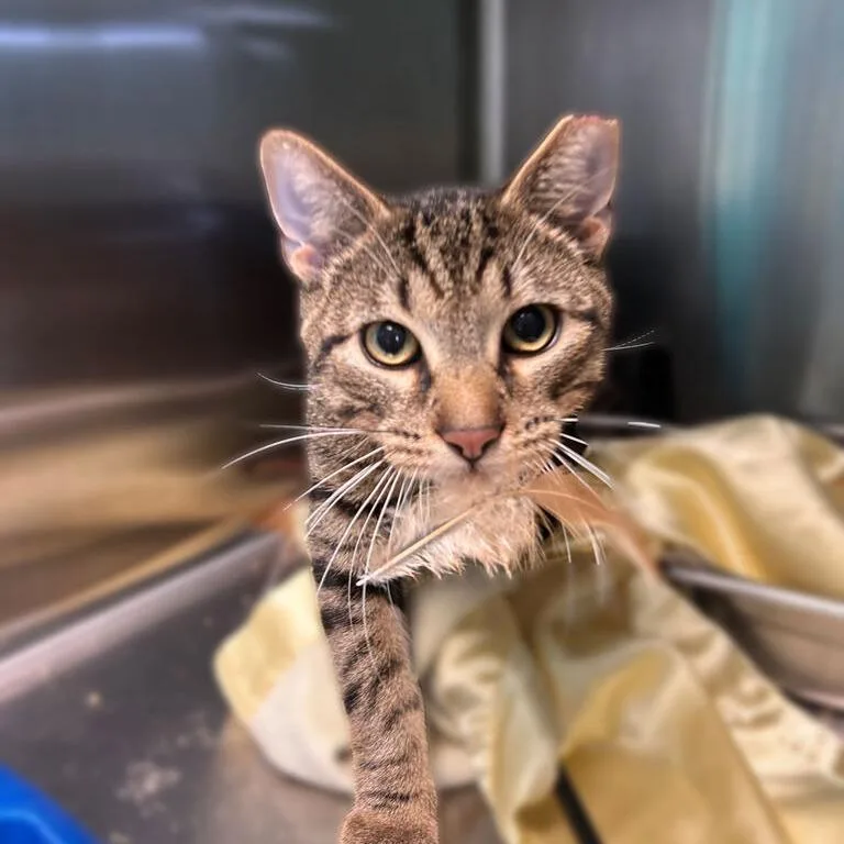 A young medium-sized male Brown / Chocolate Domestic Short Hair cat named Mr. Berns for adoption in Davenport, IA