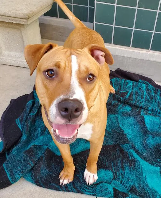 An adult large-sized male Pit Bull Terrier dog named Brody for adoption in Ventura, CA