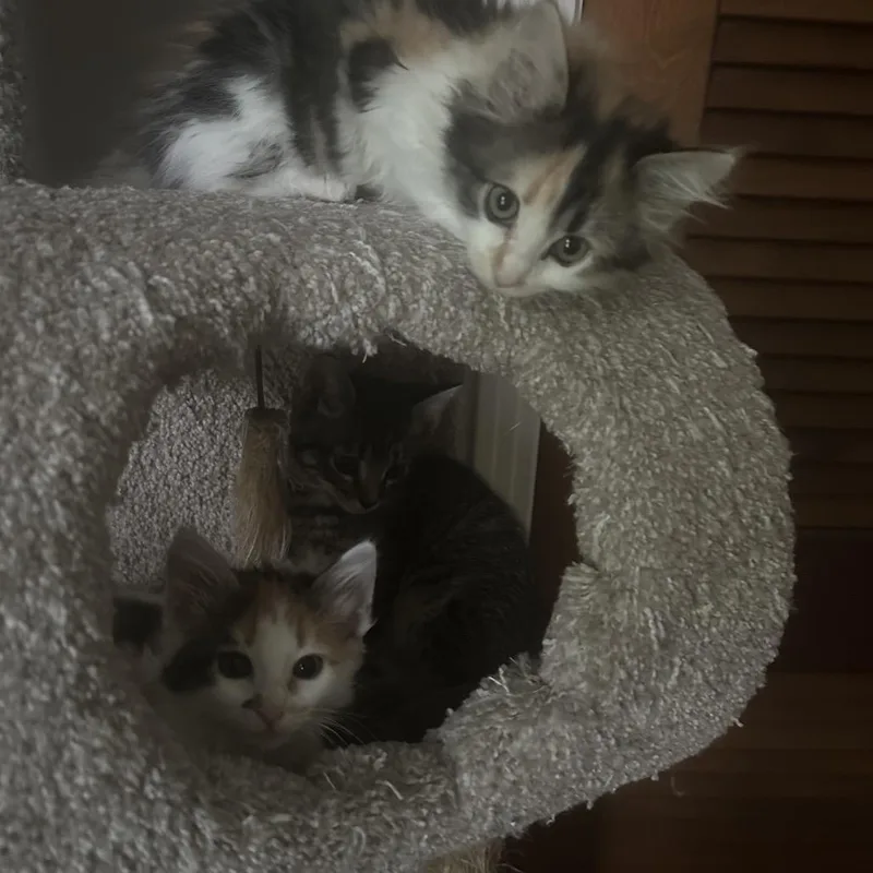 A baby small-sized female Calico Domestic Medium Hair cat named Mimi for adoption in Brownsboro, AL