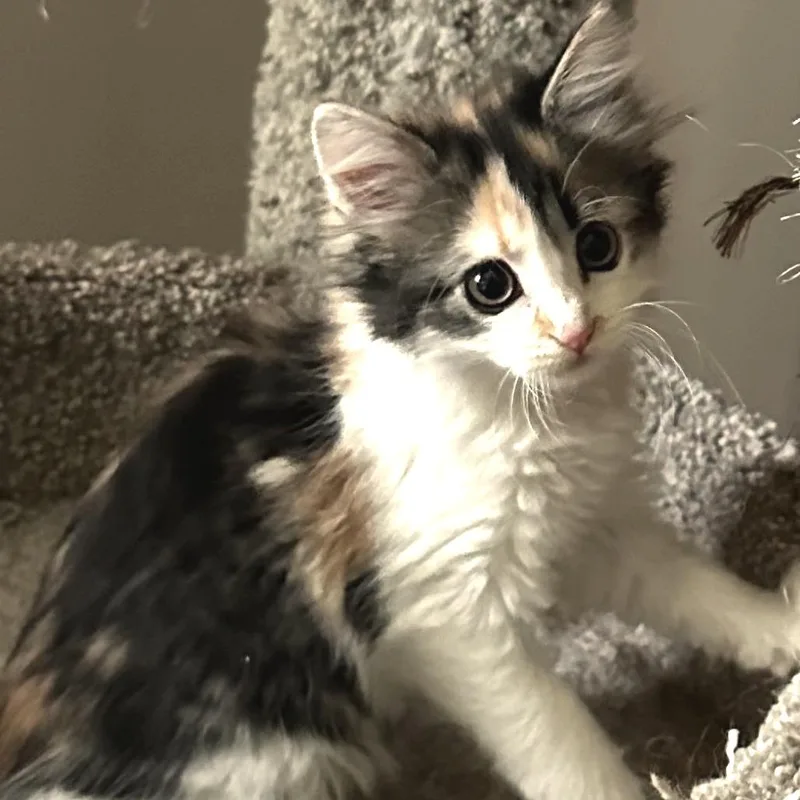Mimi thumbnail 2