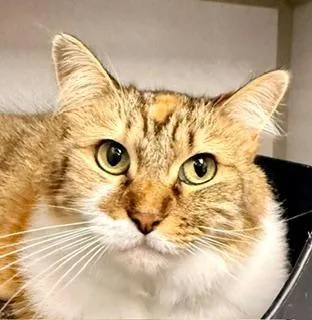 An adult medium-sized female Calico Domestic Short Hair cat named Princess for adoption in Winter Haven, FL