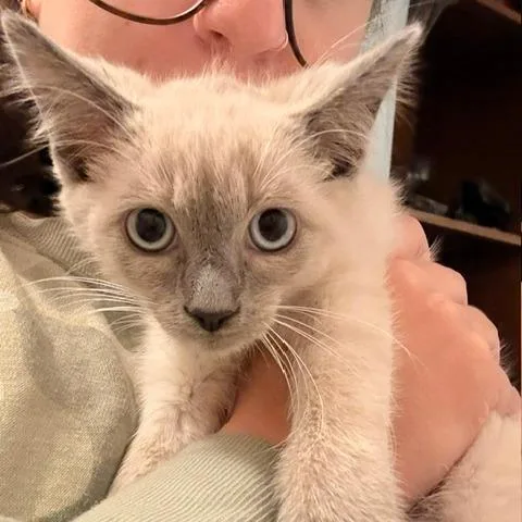 A baby small-sized male Gray / Blue / Silver Domestic Short Hair cat named Biscuit Meowington for adoption in Staten Island, NY