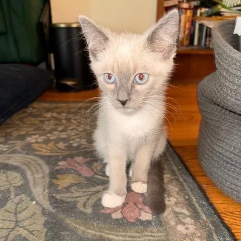 Biscuit Meowington thumbnail 2