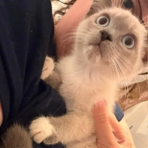 Biscuit Meowington thumbnail 3