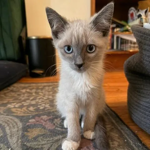 Biscuit Meowington thumbnail 4