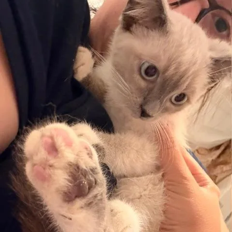 Biscuit Meowington thumbnail 5